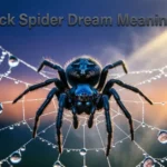 Black Spider Dream Meaning
