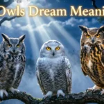 3 Owls Dream Meaning