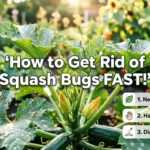 How to Get Rid of Squash Bugs Fast
